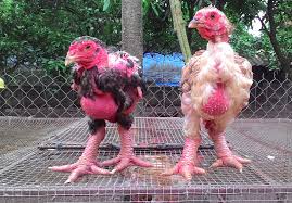 Tham quan khu nuôi gà Đông Tảo ở Hưng Yên