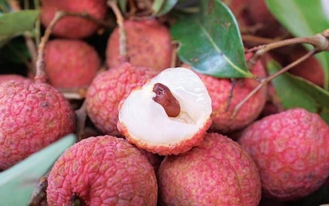 Vải thiều Thanh Hà