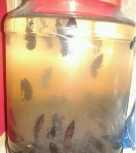 Cách sử dụng con bổ củi làm thuốc Cách sử dụng con bổ củi làm thuốc