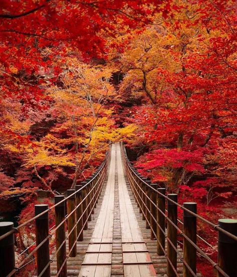 du lịch mùa thu Nhật Bản