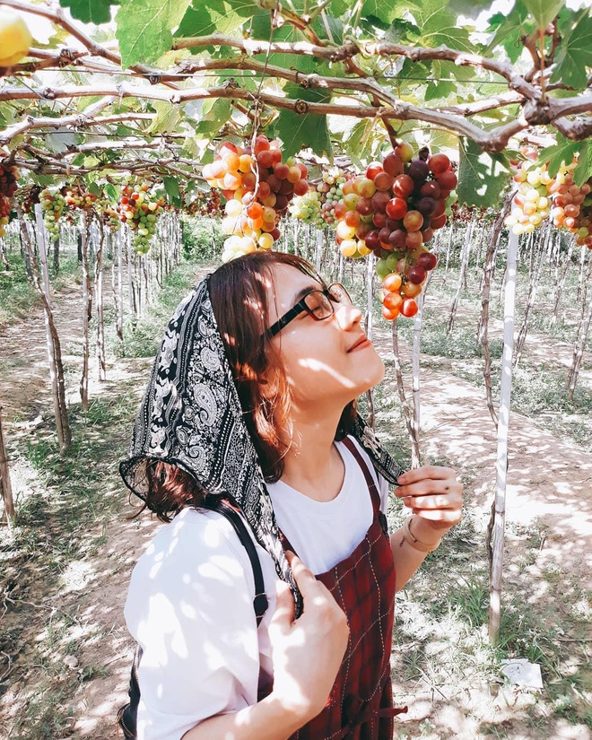 vườn nho ông Ba Mọi