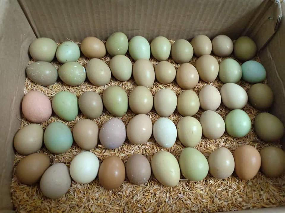 Trứng chim trĩ - 110k/chục