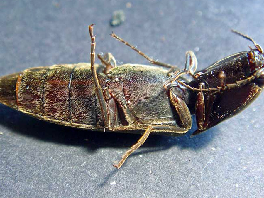 Giới thiệu về con bổ củi Giới thiệu về con bổ củi