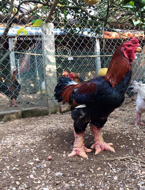 Bài thuốc chữa bệnh từ gà Đông Tảo