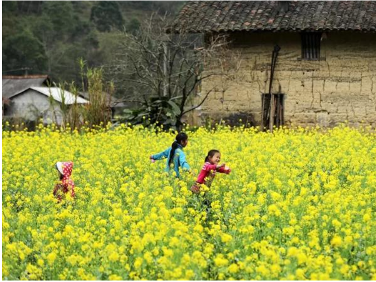 Mùa hoa cải tại Hà Giang