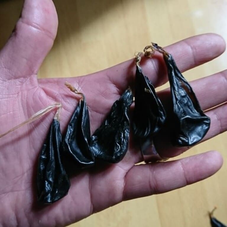 Mật kỳ đà tươi và khô - 500k/bộ