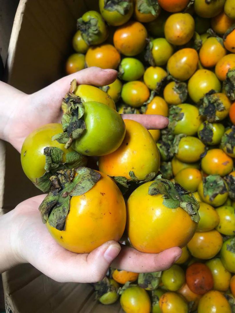 Hồng Đông Lộ và hồng Tiến