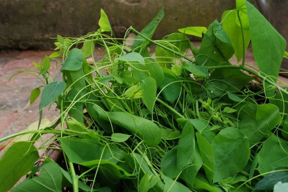 Rau dạ hiến