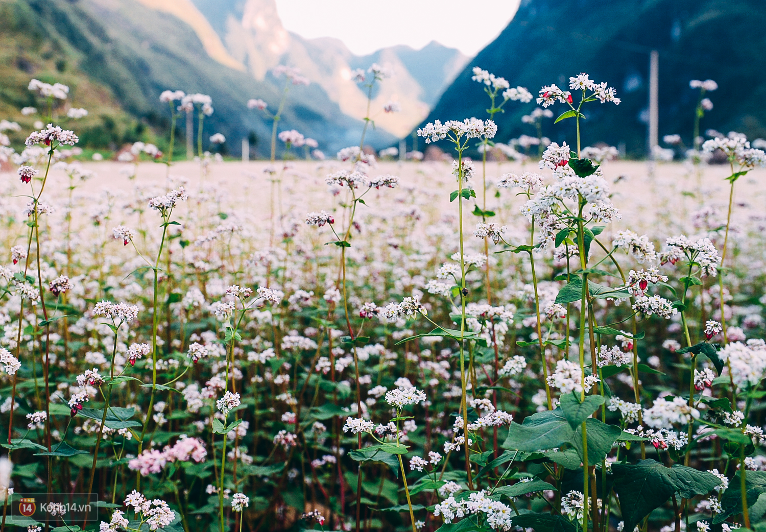Mùa hoa tam giác mạch Mùa hoa tam giác mạch