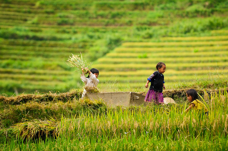 Bản Lìm Mông- Nơi long lanh rộn ràng mùa lúa chín