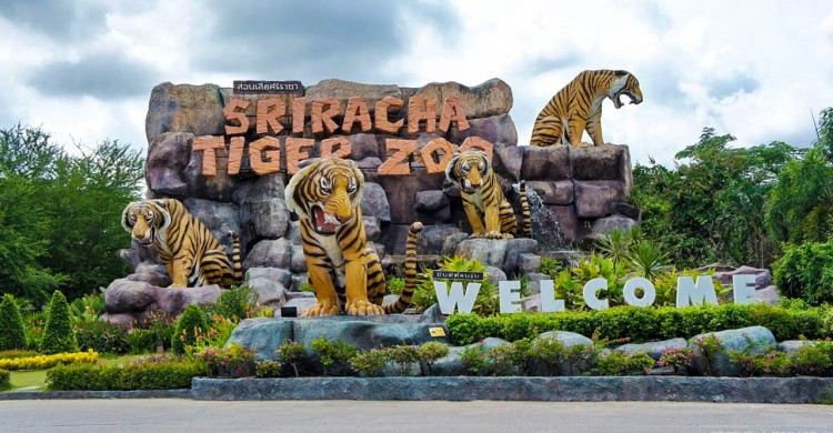 Công Viên Tiger Zoo