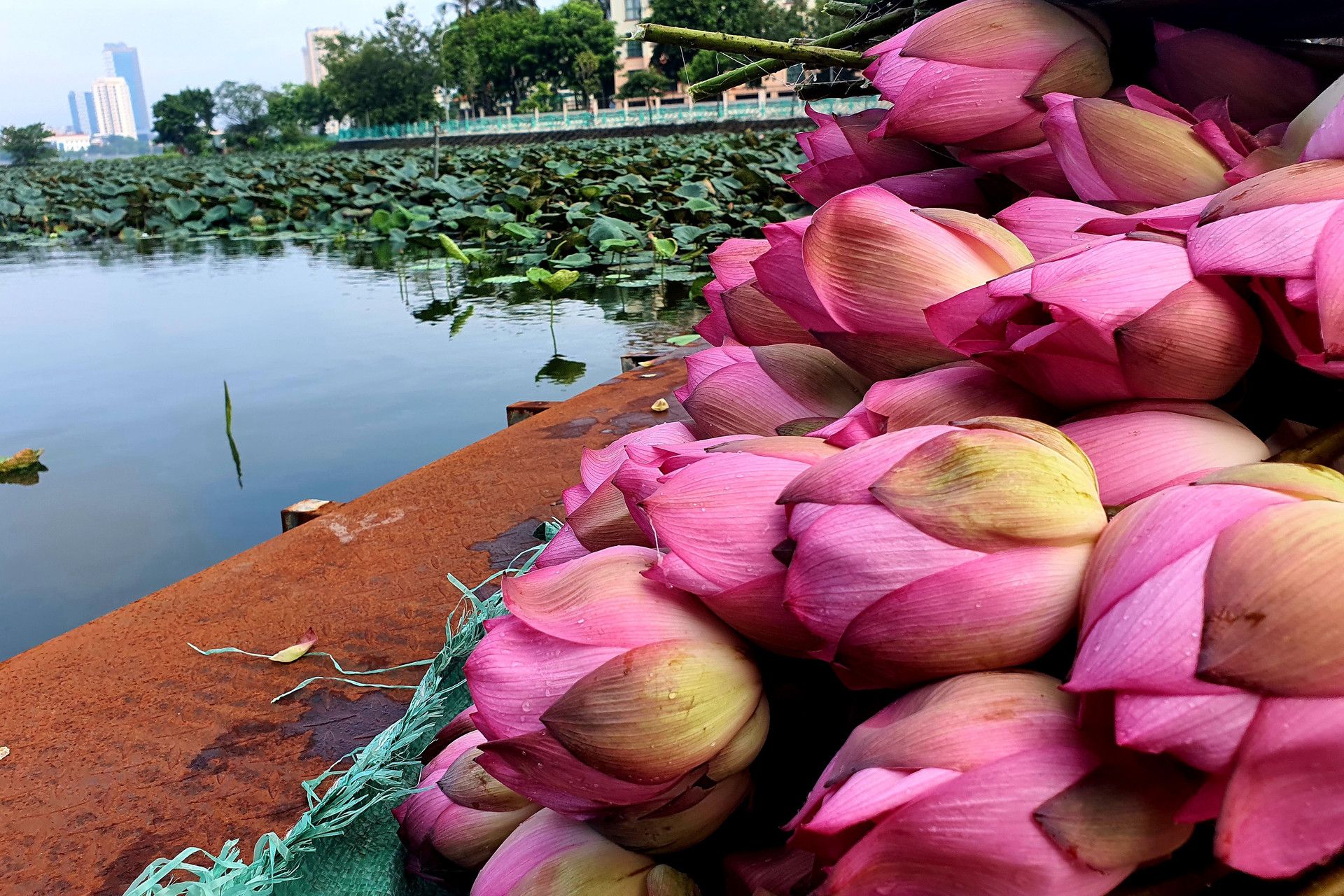 Chè ướp bông sen tươi Quảng Bá2