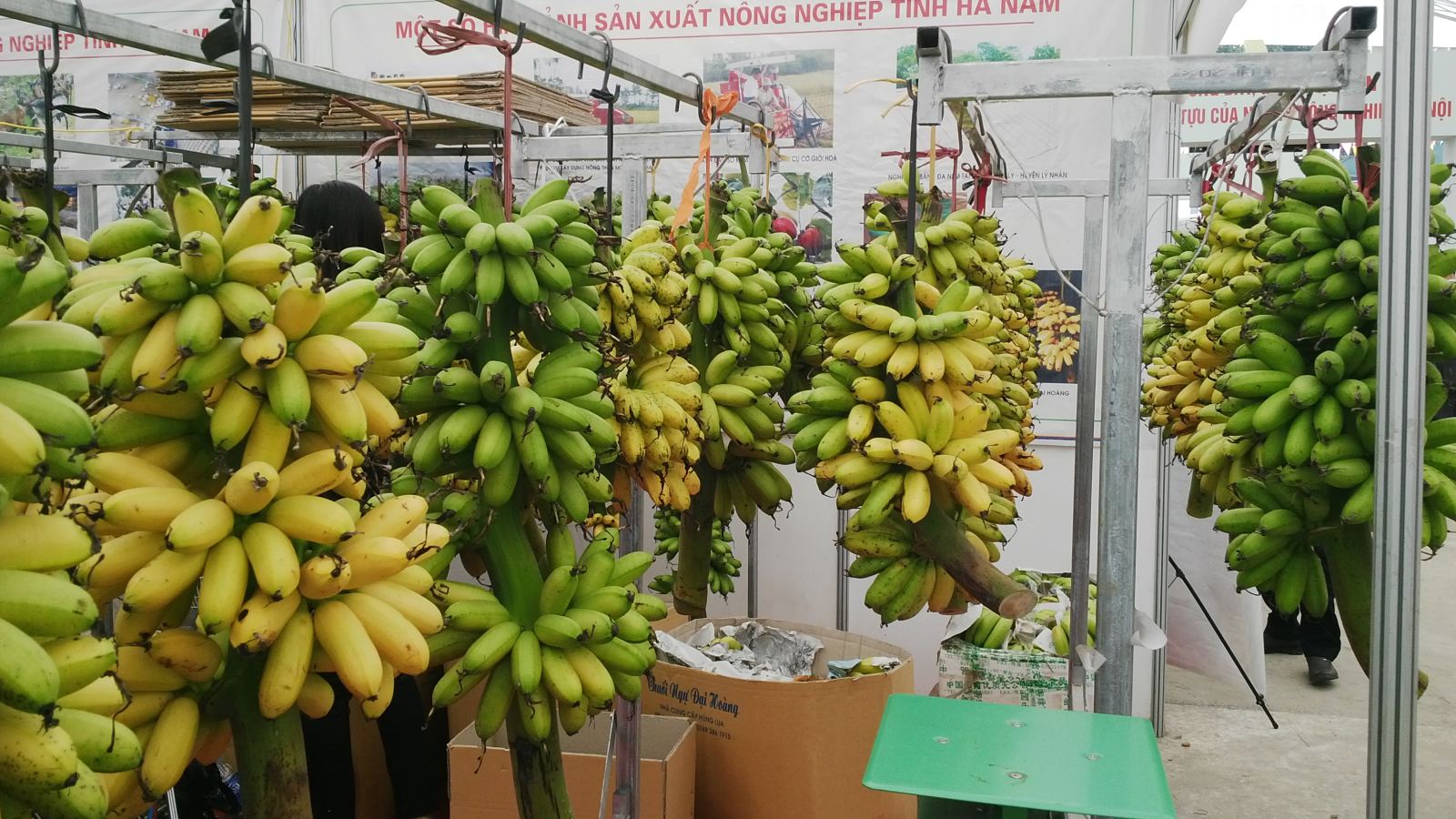 chuối ngự tiến vua