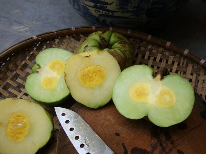 Quả tai chua miền Bắc5