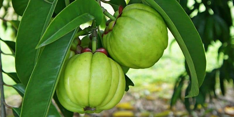 Quả tai chua miền Bắc2