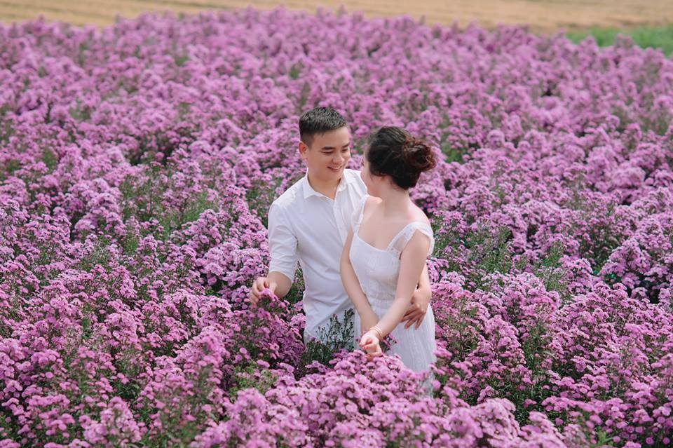 Vườn hoa thạch thảo tím